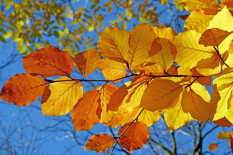 Foliage Designs